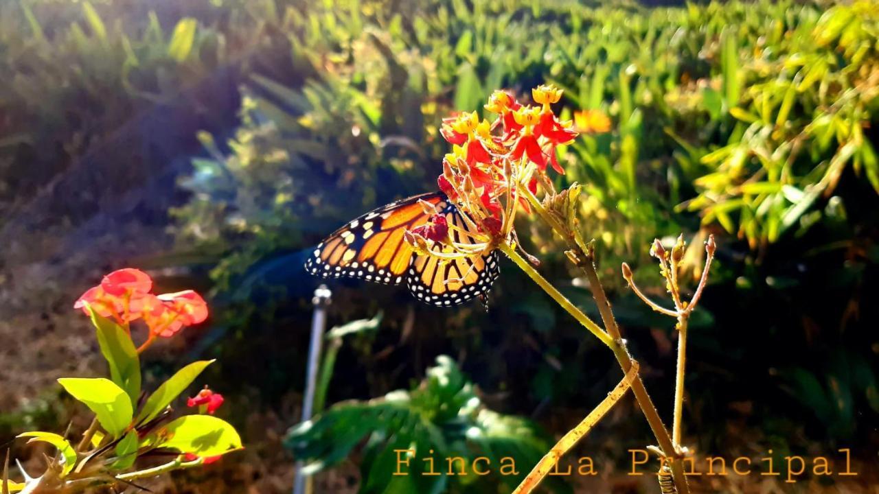 Finca La Principal Breña Alta Eksteriør billede