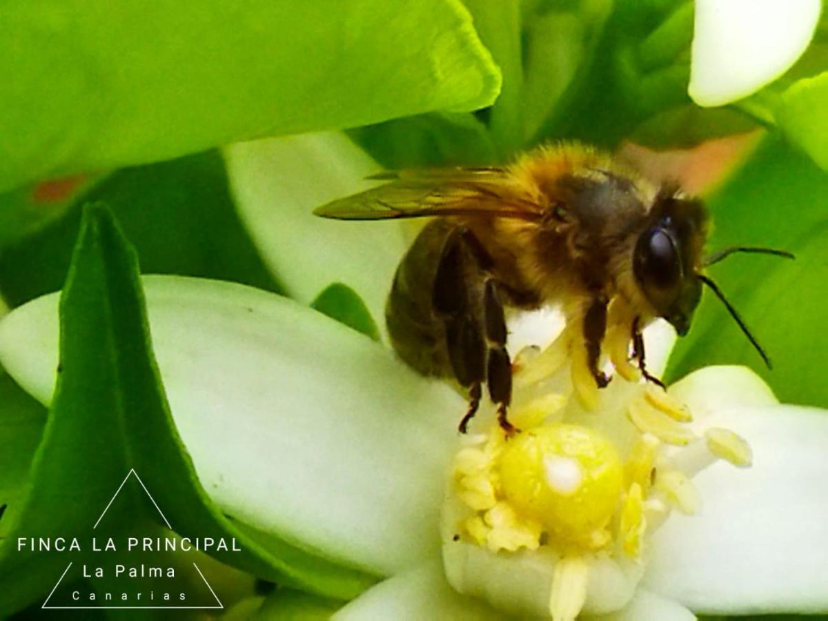 Finca La Principal Breña Alta Eksteriør billede