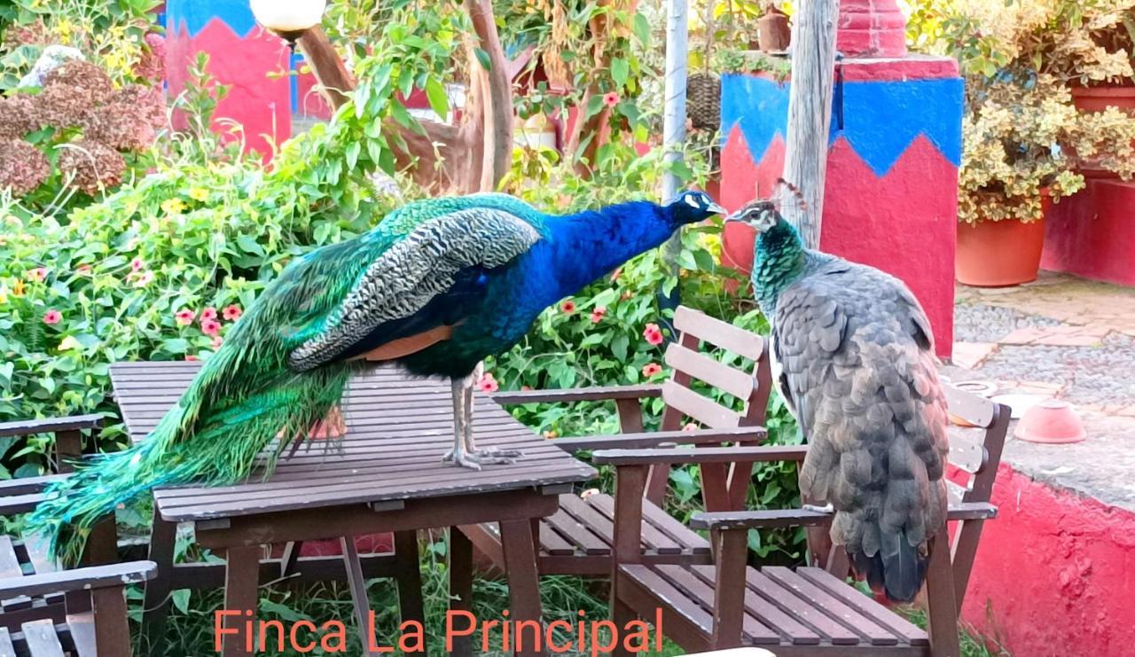 Finca La Principal Breña Alta Eksteriør billede