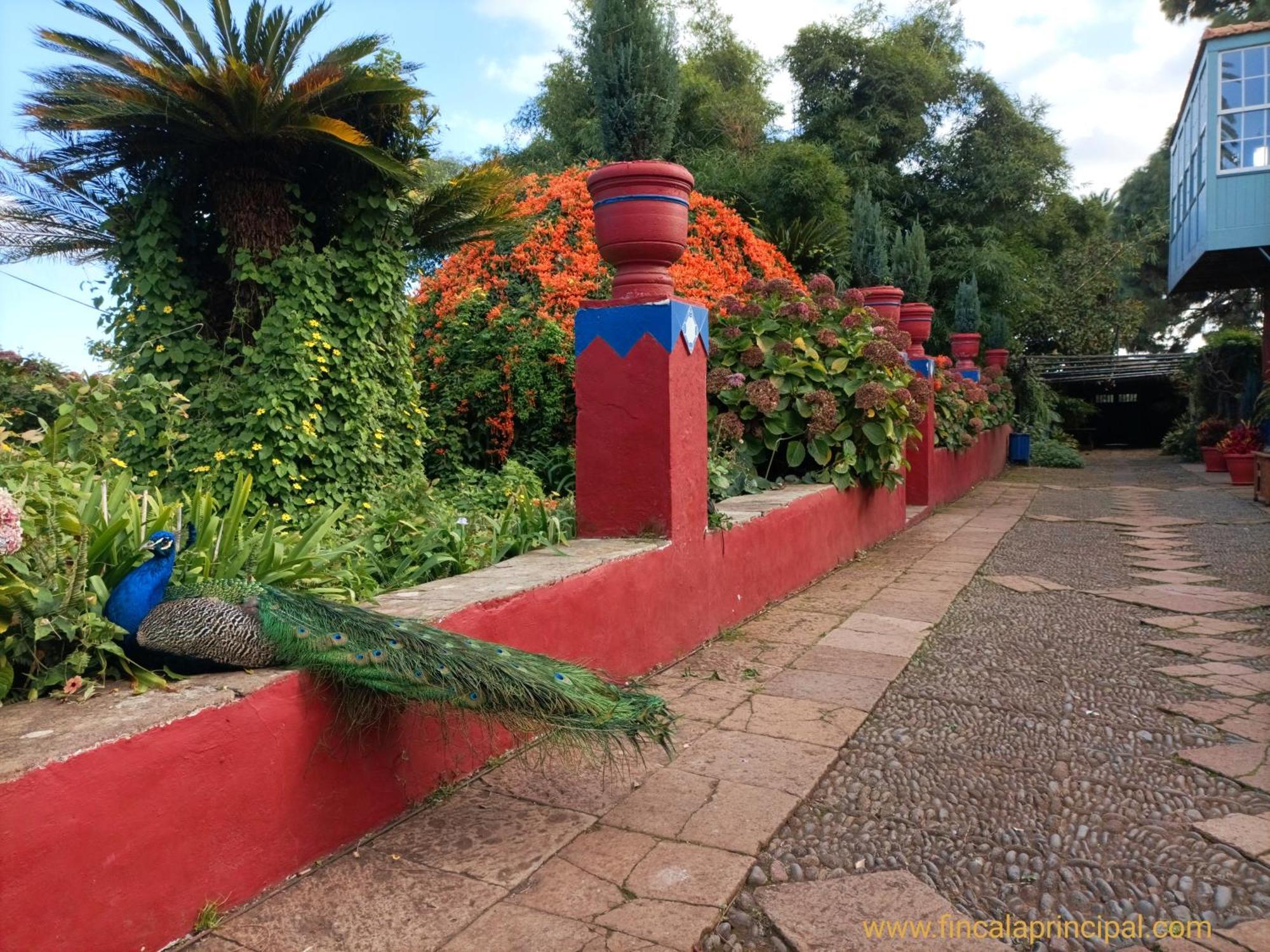 Finca La Principal Breña Alta Eksteriør billede